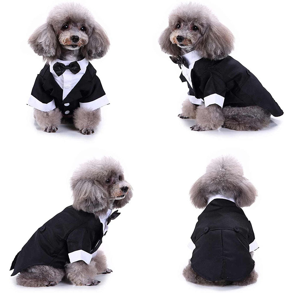 Eleganter Hunde-Smoking
