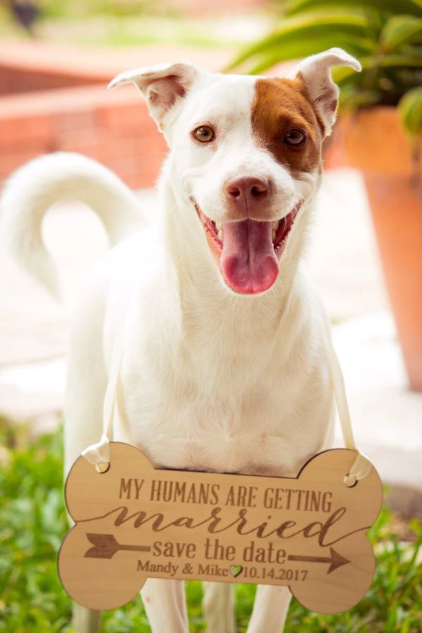 Custom Pet Sign - SAVE THE DATE!